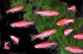 /album/hs-peixes-ornamentais/paulsitinha-rosa-jpg/